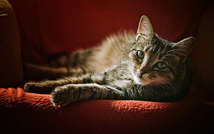 brown tabby cat, cat, armchairs, animals HD wallpaper