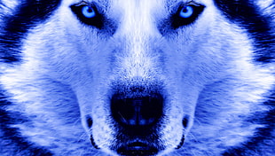 adult white and black Siberian Husky, Siberian Husky , dog, animals, closeup HD wallpaper
