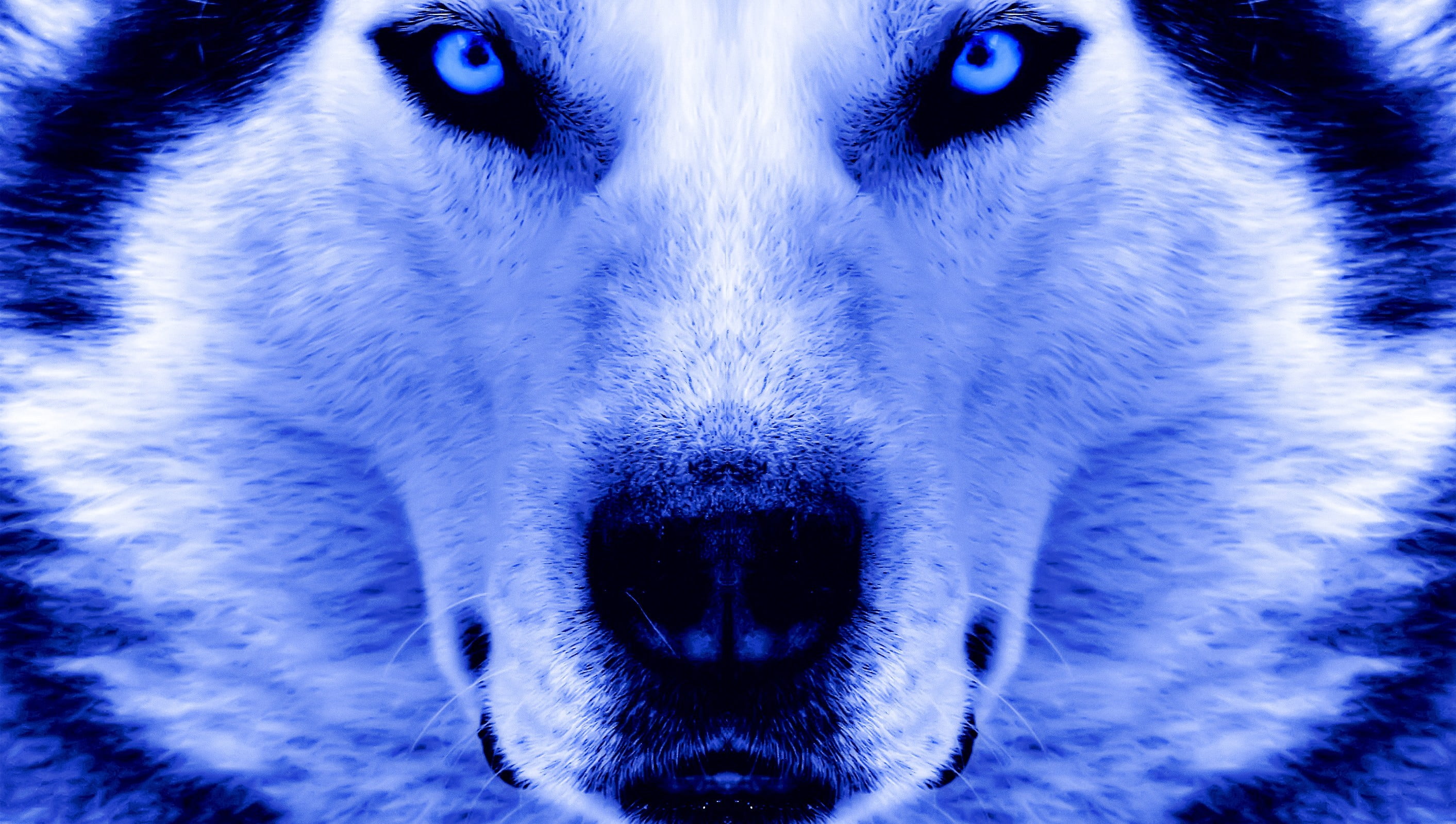 Волк хср гайд. Сибирский хаски. Синие хаски Вайт. Сибирский хаски с голубыми глазами. Хаски и волк.