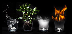 green leafed plant, fire, water, air, Earth