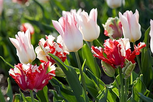 white and red flowers with green leaves