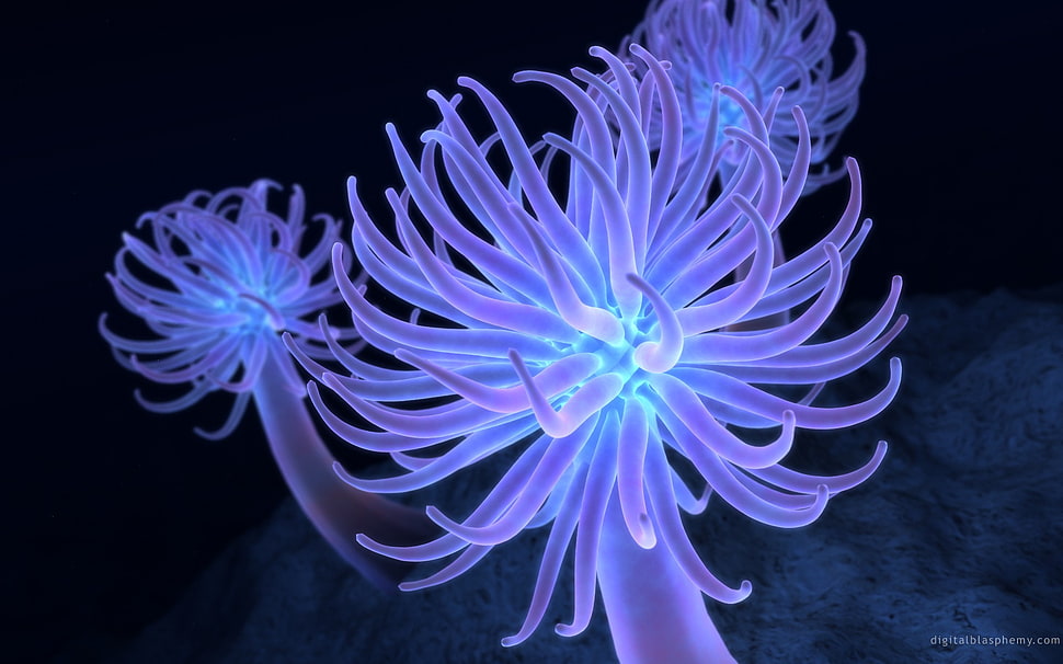 microscopic photo, space HD wallpaper