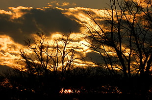 silhouette photography of dried trees during sunset