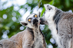white and black ring tailed lemur