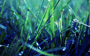 grass photography HD wallpaper