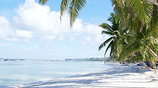 coconut trees on seashore during daytime