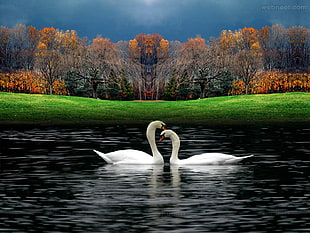 two white swans on body of water HD wallpaper