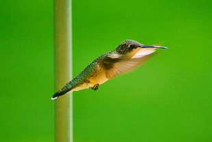 green and brown Humming bird in closeup photography
