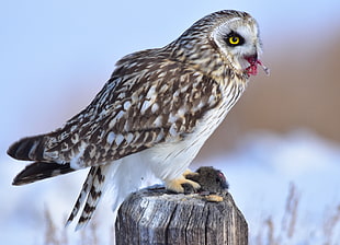 grey and white Owl, short-eared owl, seedskadee national wildlife refuge HD wallpaper