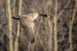 black and gray bird flying during daytime, canada goose