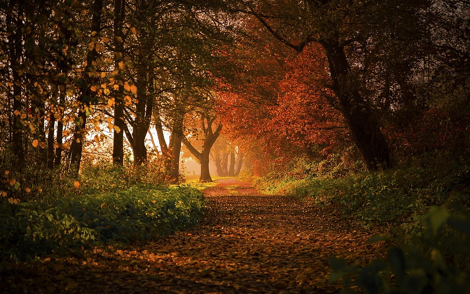 orange leaf trees, nature, landscape, forest, fall HD wallpaper