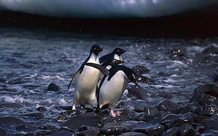 selective photography of flocks of penguins HD wallpaper