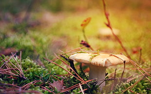 selective photography of mushroom