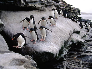flock of peguins, penguins, rock, birds, coast HD wallpaper