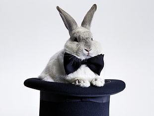gray hare with bow tie photo