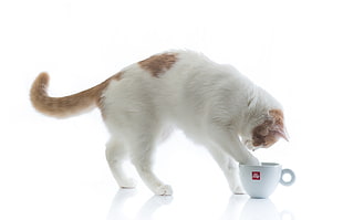 white and brown cat holding white teacup