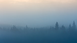 foggy forest, mist, trees, landscape, blue HD wallpaper