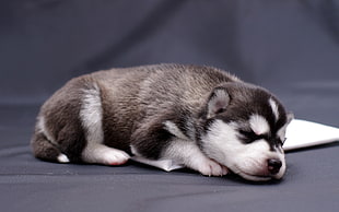 close photo of Siberian Husky puppy