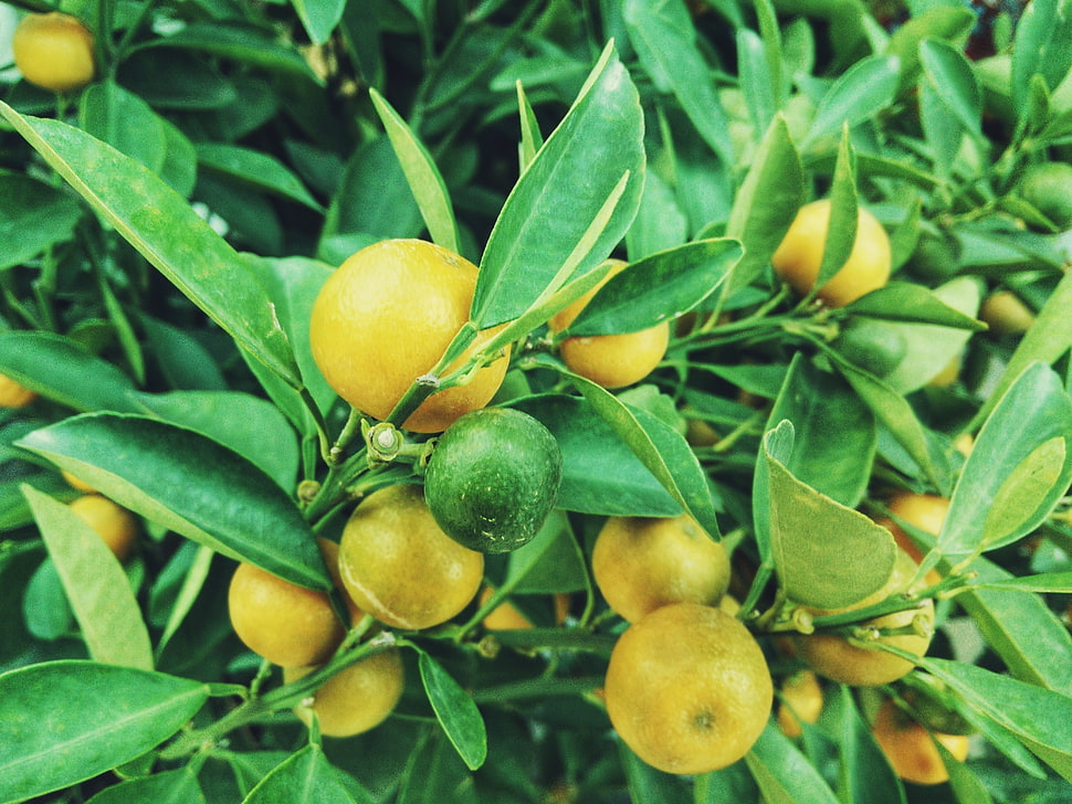 orange fruits HD wallpaper