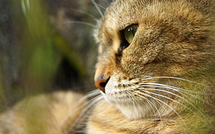 shallow focus photography of cat during daytime