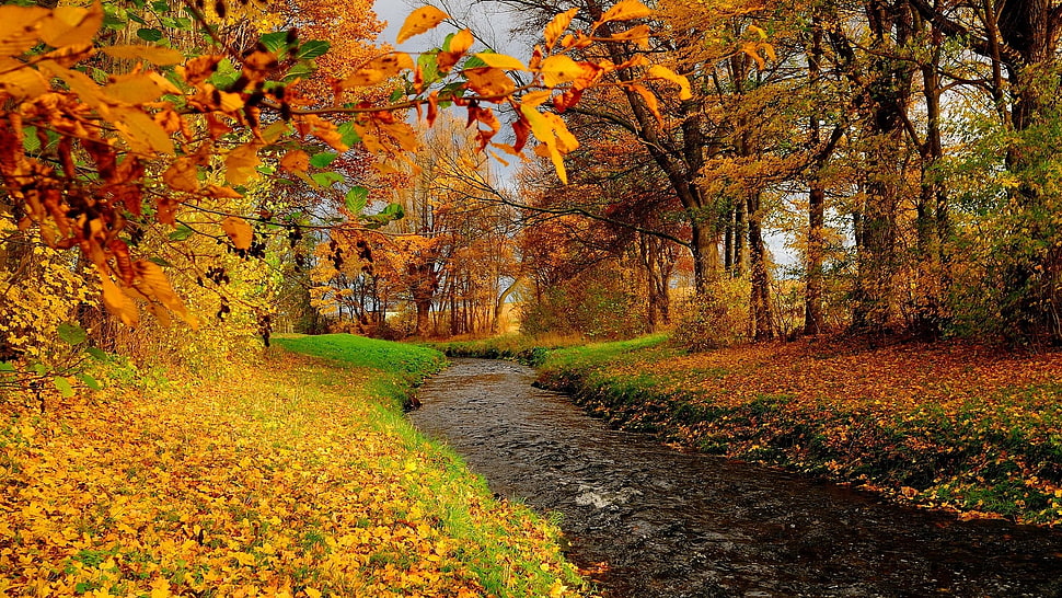 river between forest, nature HD wallpaper