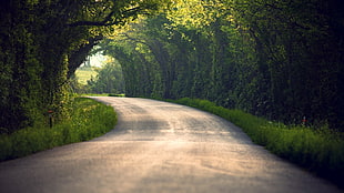 photo of a road with green tree lot HD wallpaper