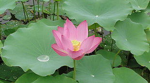 pink Lotus closeup photography at daytime HD wallpaper