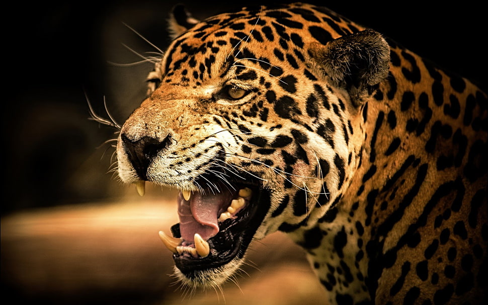 Gnarling Leopard illustration HD wallpaper