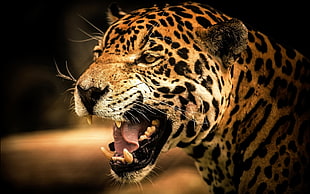 Gnarling Leopard illustration