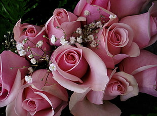 close up photo of pink Rose flowers