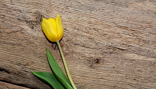 yellow Tulip flower on wooden surface HD wallpaper
