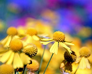 selective focus photography of yellow petaled flower HD wallpaper