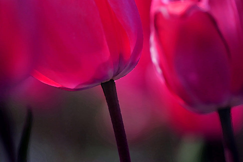 selective focus photography of pink Tulips HD wallpaper