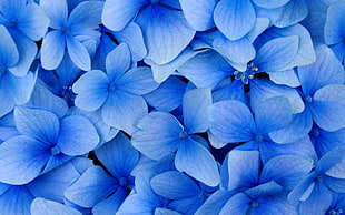 blue Hydrangea flower HD wallpaper