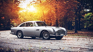 silver coupe on road near brown leaf tree during sunset