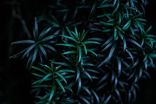 green linear leaf plants