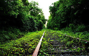 brown train railroad, nature, railway, abandoned HD wallpaper