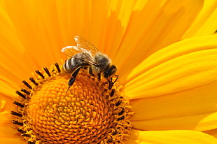 black and yellow Bee in close up photograpy HD wallpaper