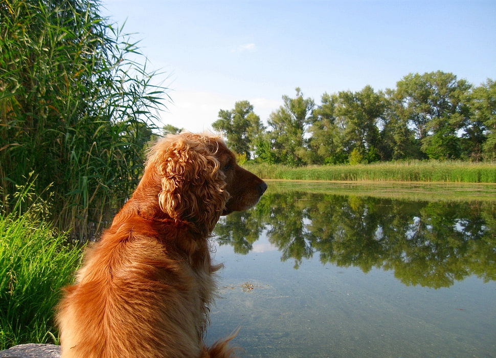 golden retriever near the river HD wallpaper