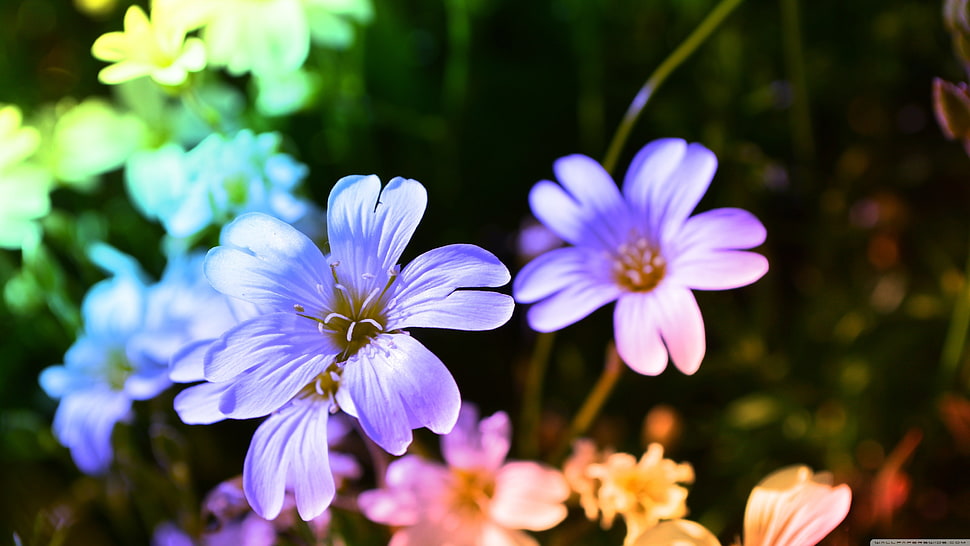 blue petaled flowers, nature, flowers, plants HD wallpaper