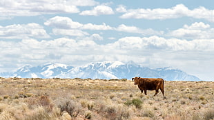 brown cow, landscape, nature, cow HD wallpaper