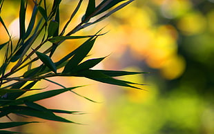 selective focus photo of green leaf plant