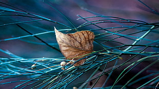 closeup photo of dried leaf on green needle-shaped leaves