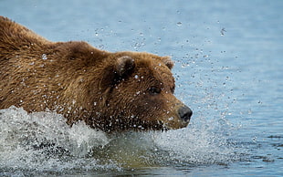 selective focus photography of Grizzly bear swim on river