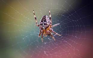 Barn spider on spider web photo HD wallpaper