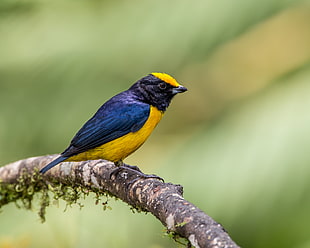 selective focus photography of blue and yellow bird with black beak on brown tree trunk, orange-bellied euphonia