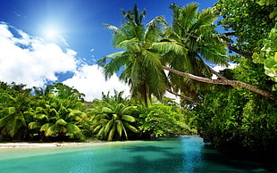 palm trees, beach, sand, palm trees, nature HD wallpaper