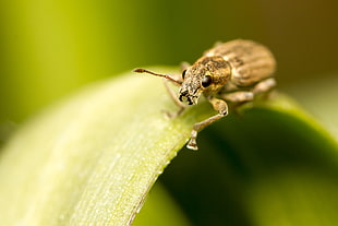 brown weevil on green leaf plant, sitona
