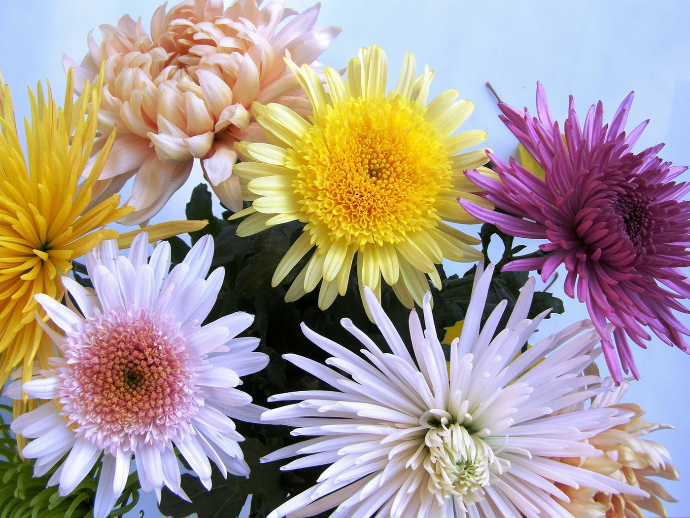 yellow and pink flower