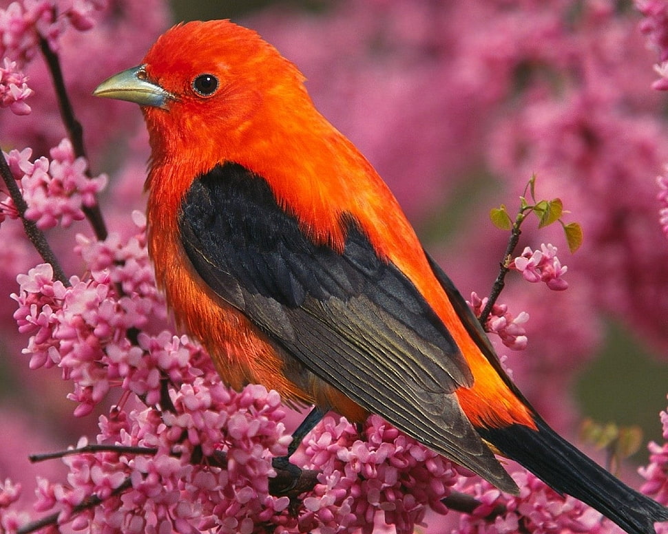 selective focus photo of orange and black bird HD wallpaper